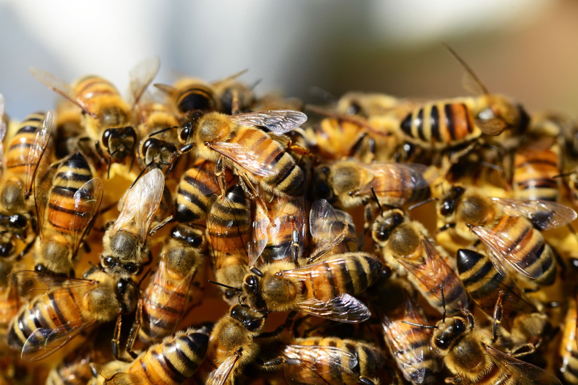 Honeybees working on golden honeycomb